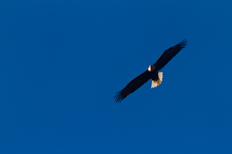 Bald Eagle In Flight